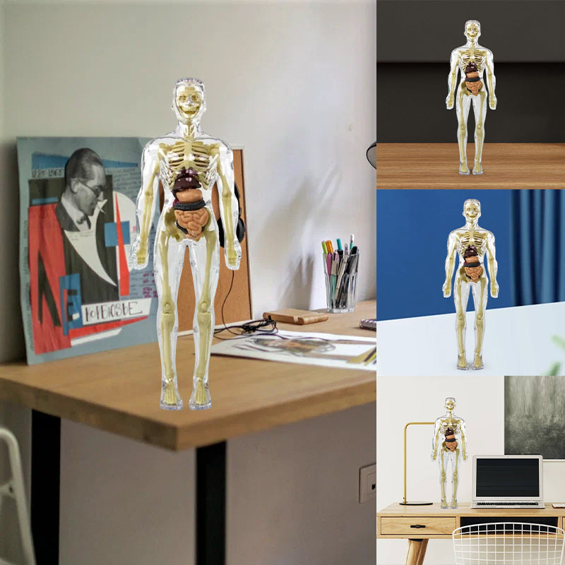 3D menneskekropps torsomodell for Kid Anatomy Model Skjelett