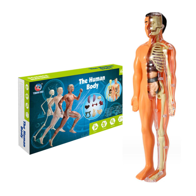 3D menneskekropps torsomodell for Kid Anatomy Model Skjelett