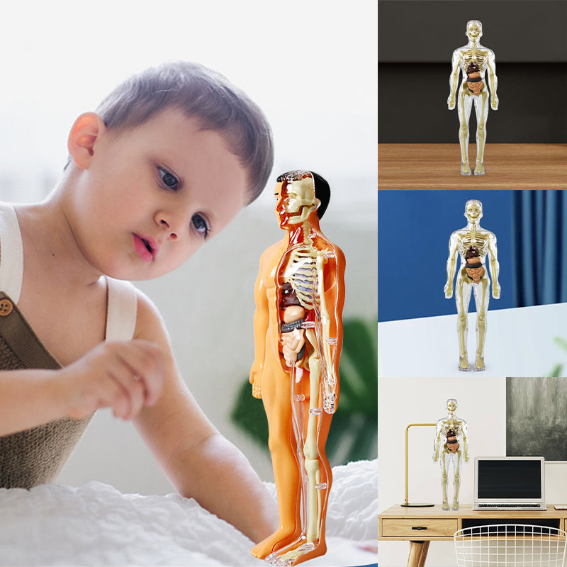 3D menneskekropps torsomodell for Kid Anatomy Model Skjelett